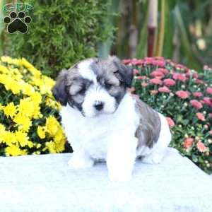Autumn, Havachon Puppy